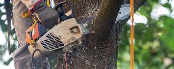 Best Emergency Tree Removal  in Kansas City, KS